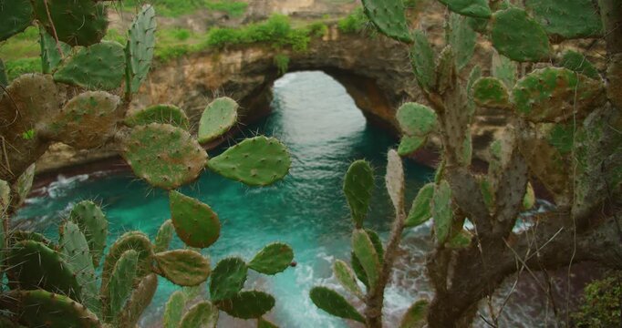 Prickly pear cactus frames natural stone archway over turquoise ocean water at Broken Beach Nusa Penida island Bali
