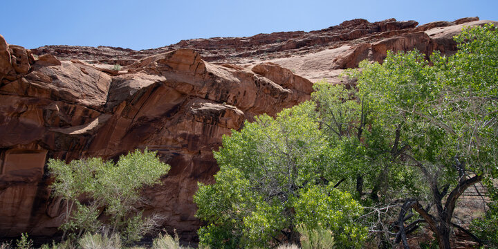 Panorama of cottonwoods and cliffs at Hog Springs Recreational Area, an oasis in the desert on Utah SR 95, the Bicentennial Highway