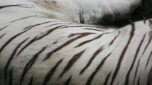 close up of the fur pattern of an adult white tiger from the back side
