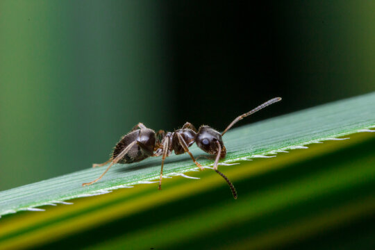Close-Up of a Brown Forest Ant on Leaf: Detailed Portrait of Formica Fusca.