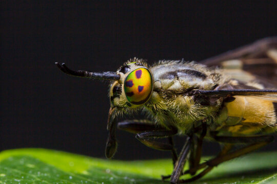 Macro Portrait of a Common Cleg Fly: Striking Iridescent Eye of Chrysops Caecutiens.