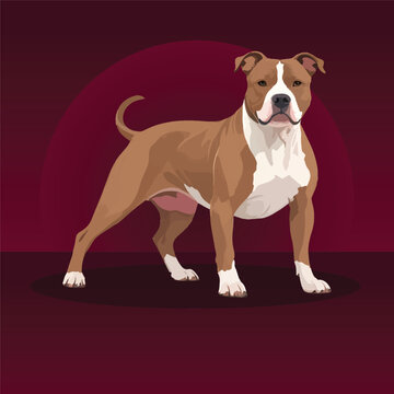 Professional vector illustration of a powerful adult Pitbull dog standing firmly with a confident posture against a dark burgundy background, excellent for animal vector libraries.