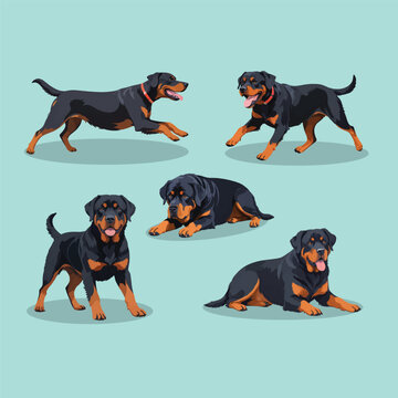 Rottweiler Dog Character Poses Set Running Lying Sitting Vector Illustration Flat Design Purebred Guard Canine Mascot Isolated Graphic Element for Banner Poster Card Print