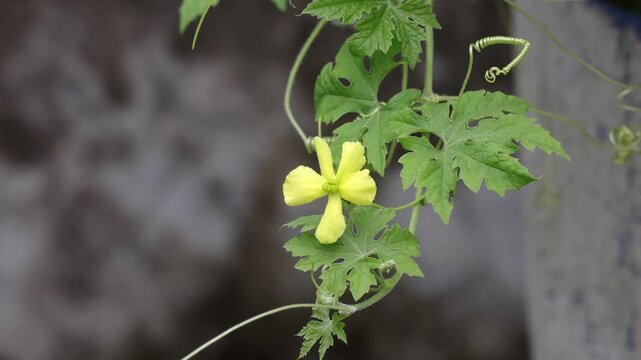 Close-up shot of a bright yellow bitter gourd flower blooming on a creeping vine. Vibrant green lobed leaves and curly tendrils create a sharp detail over a soft blurred background.