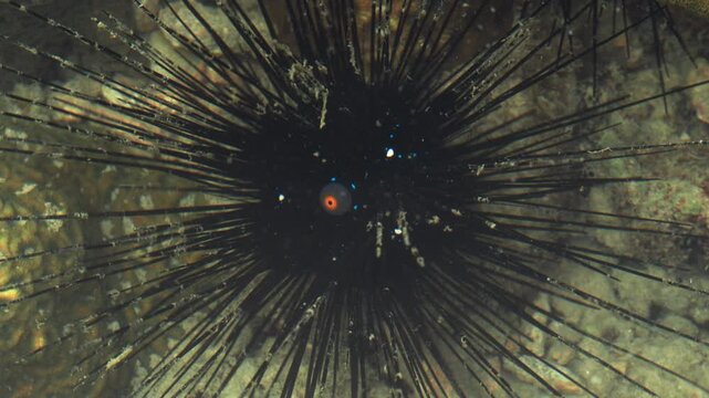Close Up of Long Spined Sea Urchin on Coral Reef
