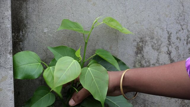Close-up shot of a female hand gently touching a young sacred fig plant growing near a concrete wall. Soft gold bangle adds a classic detail to the green leaf scene.