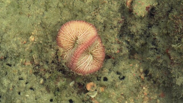 Unusual Ribbed Marine Invertebrate Growing on Rocky Reef
