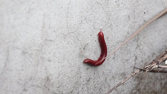 A red millipede crawls slowly across a cracked concrete wall surface during daytime. This clip represents urban wildlife and pest infestation concept.