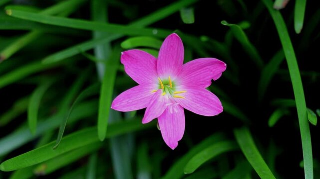 A beautiful pink rain lily flower with yellow stamens over dark foliage background. Ideal for botanical education and gardening lifestyle.