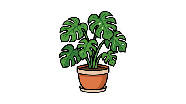 Monstera plant in a pot.