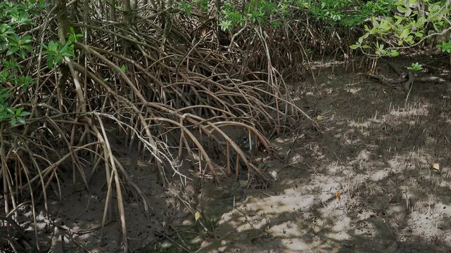 Dense Tropical Coastal Forest With Exposed Aerial Root System