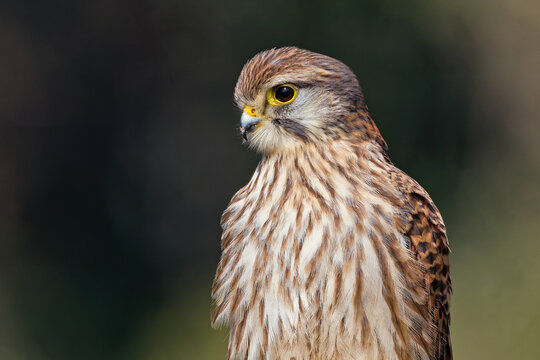 チョウゲンボウ(Common Kestrel)雌のバストアップ