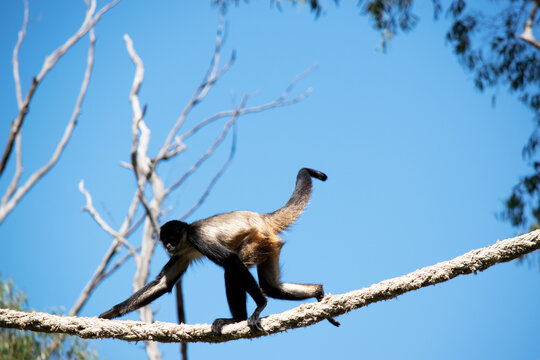 this is a side view of a black handed spider monkey walking on a rope