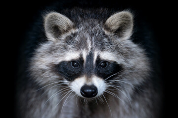 Close up view Raccoon. Wild animal isolated on a black background © byrdyak