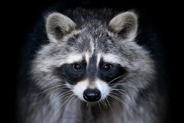 Close up view Raccoon. Wild animal isolated on a black background © byrdyak
