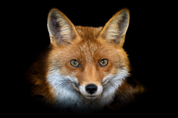Close up view red fox. Wild animal isolated on a black background © byrdyak