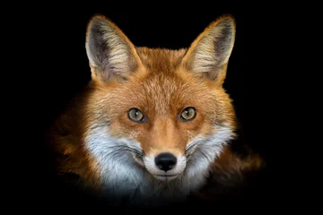 Close up view red fox. Wild animal isolated on a black background © byrdyak