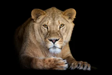 Close up adult big female lion portrait © byrdyak