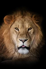 Close up adult big male lion portrait © byrdyak