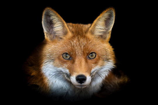 Close up view red fox. Wild animal isolated on a black background