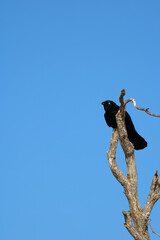 Australian Torresian Crow Perched on a Dead Tree Branch Against Blue Sky © blueringmedia