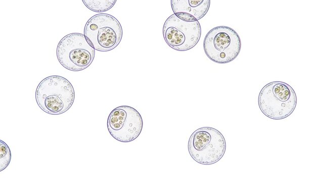 Microscopic view of parasite oocysts. Protozoan organism causing intestinal infection in animal. Veterinary science research for disease diagnosis and pathogen identification study.