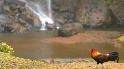 Colorful Rooster Standing Near a Tropical Waterfall in Palau © blueringmedia