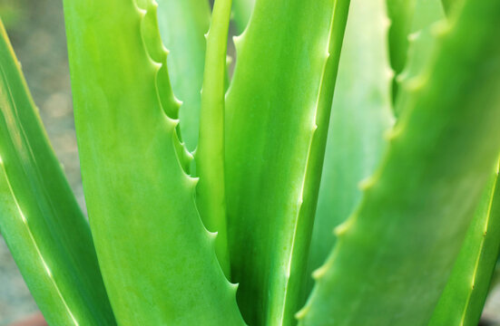 Close up of aloe vera plant growing in the garden.