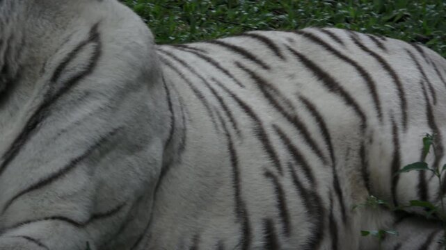 camera movement, recording an adult white tiger sitting, from the tip of the tail to the head, the white tiger's fur pattern is clearly visible
