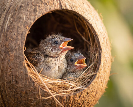 Ultra realistic wildlife documentary photograph of 2 baby bird hungry Society Finch chicks sitting closely together inside a handmade coconut shell] nest.