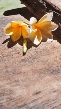 Digital art illustration of two tropical frangipani flowers on a rustic wooden plank, featuring a unique mosaic crystal pattern and dramatic sunlight shadows.