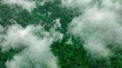 Fototapeta premium aerial view of fog and dark green forest Rich natural ecosystem, rainforest, natural forest conservation concept. 