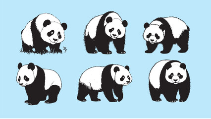 Set of 6 cute cartoon giant panda bear vector poses, various angles and expressions, walking, looking down, sitting, on light blue background © Aryanto