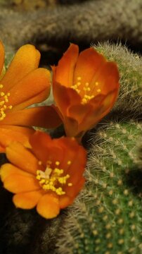 Cactus flower opening time-lapse, isolated on clean background.