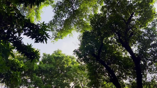 Dense canopy of green leaves overhead. Sunlight filters through thick branches and foliage.