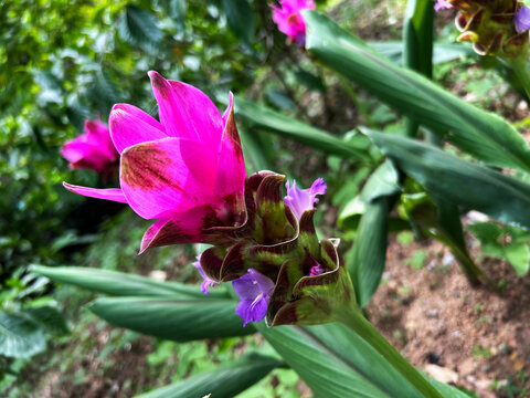 Curcuma sessilis (known in Thai as Krachiao, Krachiao Daeng, Ao Daeng, or Wan Maha Mek)