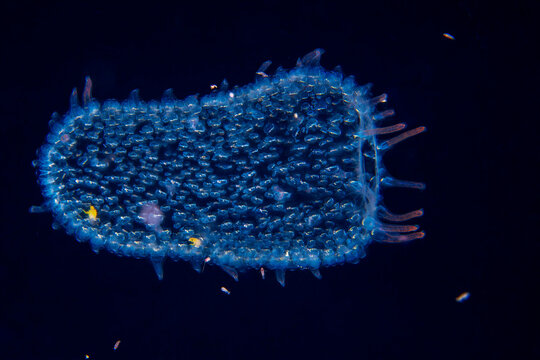 Bioluminescent Pyrosome Colony Floating in Deep Blackwater Ocean