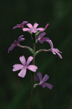 American Blue Hearts (Buchnera Americana)