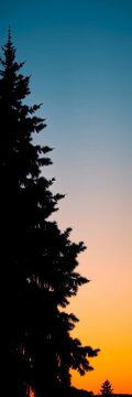 Silhouette of a black pine tree against a white sky at sunset, design, tree
