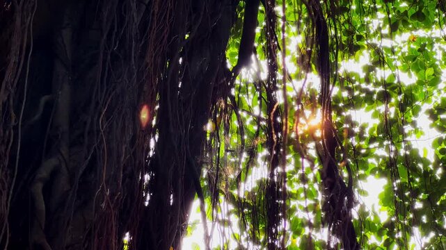 Dense forest canopy filters golden sunlight beams. Twisting vines drape ancient tree trunks in shadow.