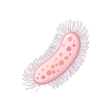 Pink Bacterium with Cilia