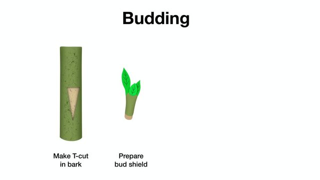 budding plant, Educational video animation demonstrating T-budding technique by making a cut in rootstock bark, inserting a prepared bud shield, then tying to seal