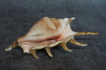 This is a sea snail shell from the genus Lambis, commonly known as the Spider Conch. © KELFIN
