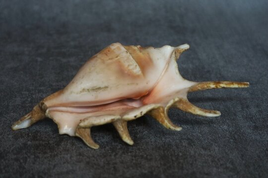 This is a sea snail shell from the genus Lambis, commonly known as the Spider Conch.