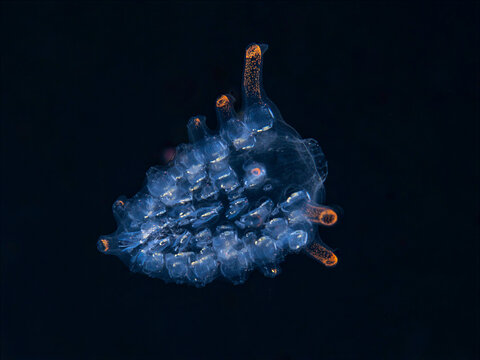 Transparent colonial pyrosome drifting in open ocean during blackwater dive