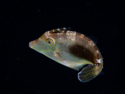 Juvenile filefish swimming at night during blackwater dive in Anilao Philippines