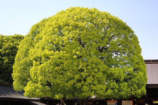 Meoto Kusu sacred camphor trees at Meiji Jingu Shrine  in Tokyo, Japan