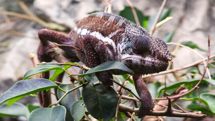 Close-up portrait of a panther chameleon (Furcifer pardalis) on a tree branch © Jana