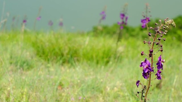 Purple Verbascum phoeniceum L. flowers sway gently in the wind, surrounded by green grass and a blurred background.