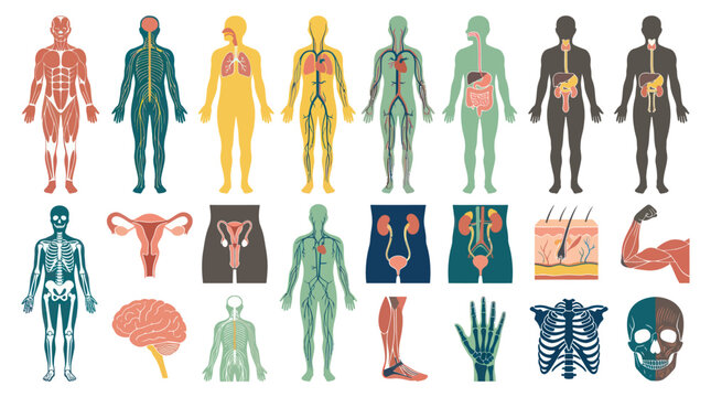 Human Anatomy Organ Systems Flat Vector Icons Set. Medical Biology Body Parts Illustration for Healthcare Education